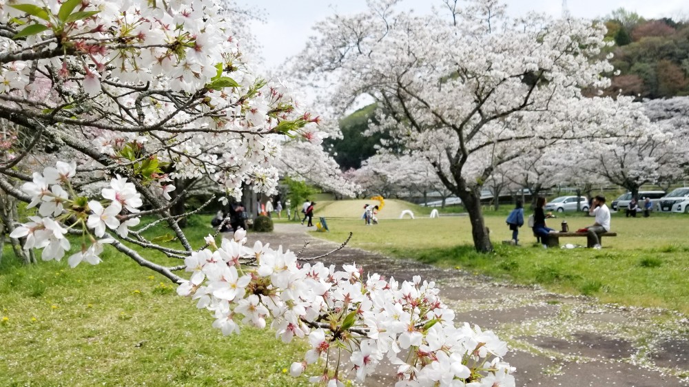 新城市の桜の名所 桜淵公園 で楽しもう こだわり